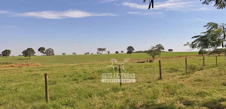 Fazenda Completa 248 alqueires para Pecuária | Pereira Barretos/SP