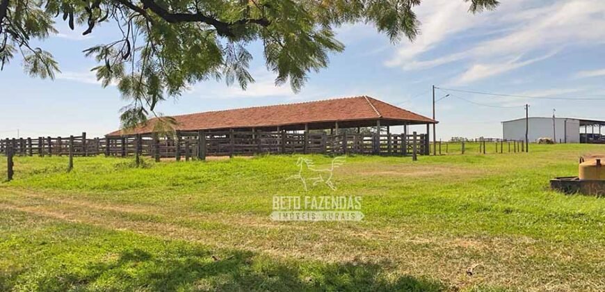Fazenda Completa 248 alqueires para Pecuária | Pereira Barretos/SP
