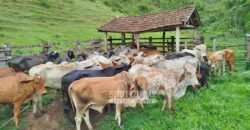 Fazenda com Natureza Exuberante 40 Alq Toda no Pasto | Rio Preto/MG Fazenda com Natureza Exuberante 40 Alq Toda no Pasto | Rio Preto/MG