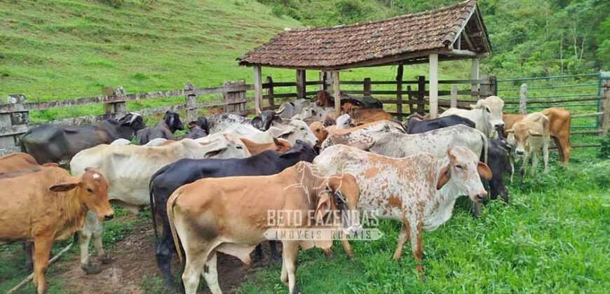 Fazenda com Natureza Exuberante 40 Alq Toda no Pasto | Rio Preto/MG Fazenda com Natureza Exuberante 40 Alq Toda no Pasto | Rio Preto/MG