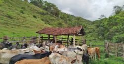 Fazenda com Natureza Exuberante 40 Alq Toda no Pasto | Rio Preto/MG Fazenda com Natureza Exuberante 40 Alq Toda no Pasto | Rio Preto/MG