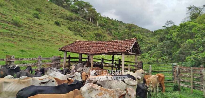 Fazenda com Natureza Exuberante 40 Alq Toda no Pasto | Rio Preto/MG Fazenda com Natureza Exuberante 40 Alq Toda no Pasto | Rio Preto/MG