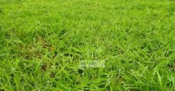 Fazenda Dupla Aptidão 396 hectares Pecuária e Agricultura | Água Fria/GO Fazenda Dupla Aptidão 396 hectares Pecuária e Agricultura | Água Fria/GO