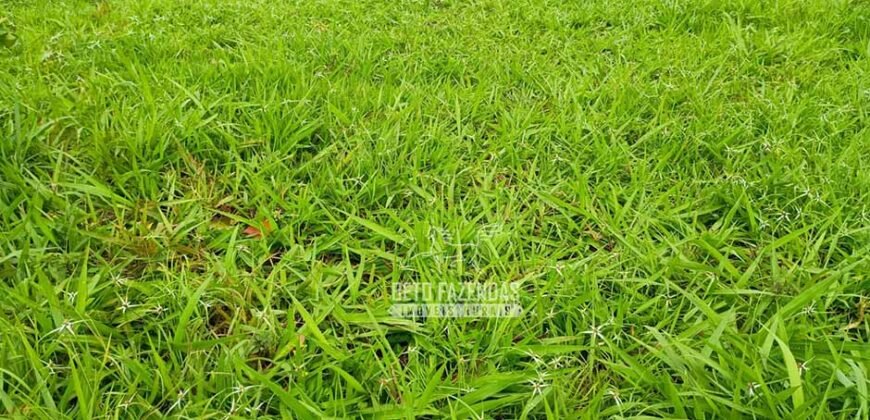 Fazenda Dupla Aptidão 396 hectares Pecuária e Agricultura | Água Fria/GO Fazenda Dupla Aptidão 396 hectares Pecuária e Agricultura | Água Fria/GO