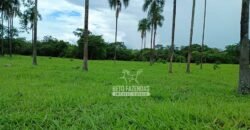 Fazenda Dupla Aptidão 396 hectares Pecuária e Agricultura | Água Fria/GO Fazenda Dupla Aptidão 396 hectares Pecuária e Agricultura | Água Fria/GO