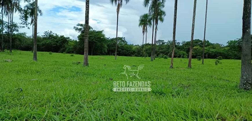 Fazenda Dupla Aptidão 396 hectares Pecuária e Agricultura | Água Fria/GO Fazenda Dupla Aptidão 396 hectares Pecuária e Agricultura | Água Fria/GO