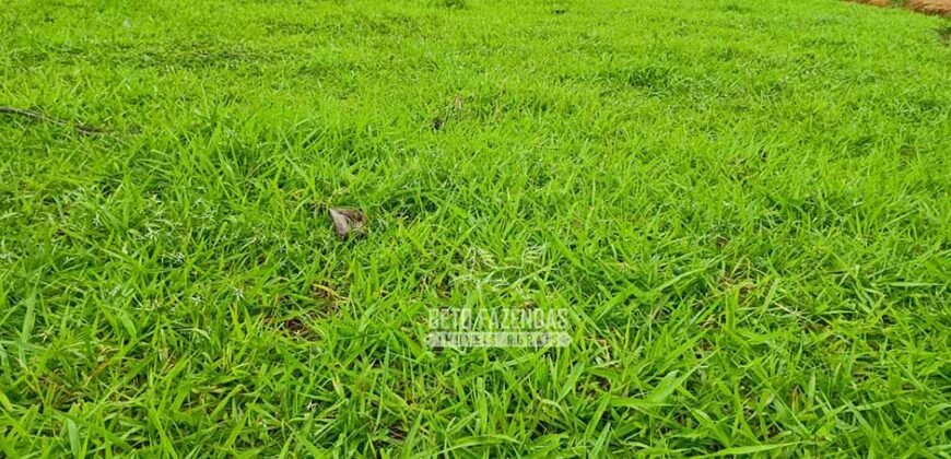 Fazenda Dupla Aptidão 396 hectares Pecuária e Agricultura | Água Fria/GO Fazenda Dupla Aptidão 396 hectares Pecuária e Agricultura | Água Fria/GO