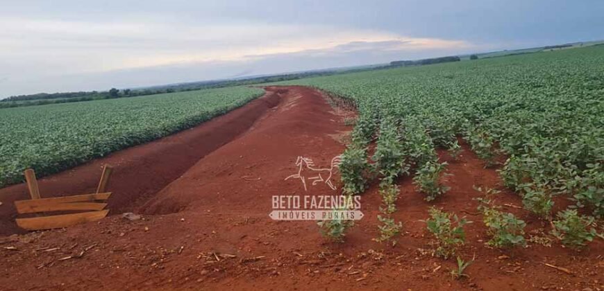 Fazenda de Soja à Venda 335 alqueires Solo de Alta Qualidade | Dourados/ MS