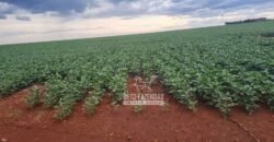 Fazenda de Soja à Venda 335 alqueires Solo de Alta Qualidade | Dourados/ MS