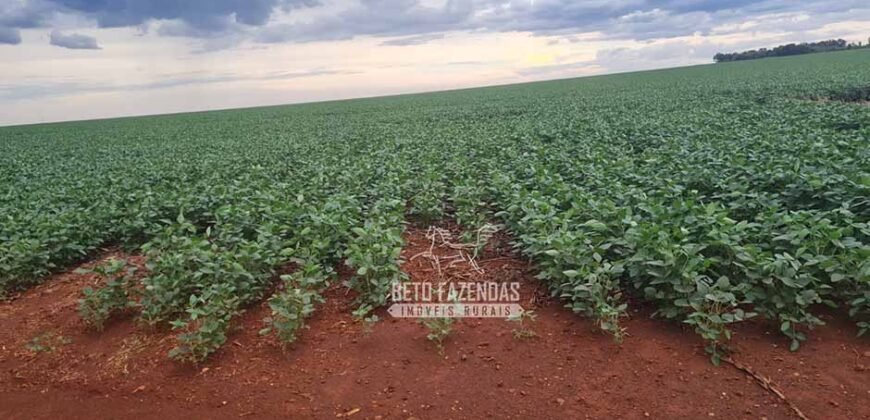 Fazenda de Soja à Venda 335 alqueires Solo de Alta Qualidade | Dourados/ MS