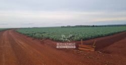 Fazenda de Soja à Venda 335 alqueires Solo de Alta Qualidade | Dourados/ MS