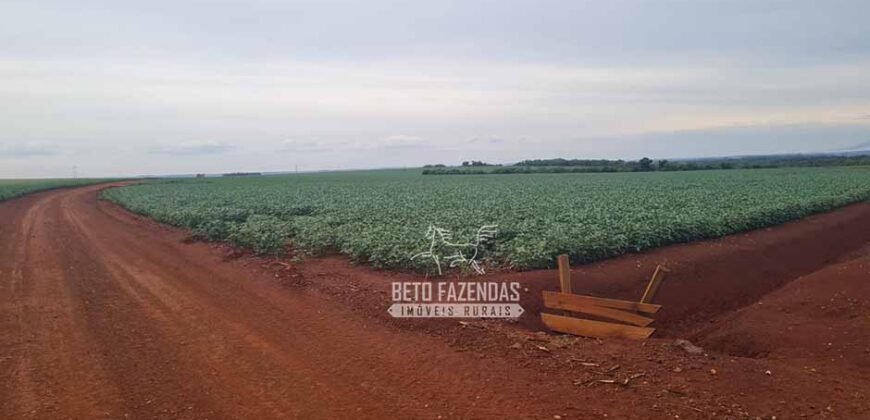 Fazenda de Soja à Venda 335 alqueires Solo de Alta Qualidade | Dourados/ MS