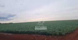 Fazenda de Soja à Venda 335 alqueires Solo de Alta Qualidade | Dourados/ MS