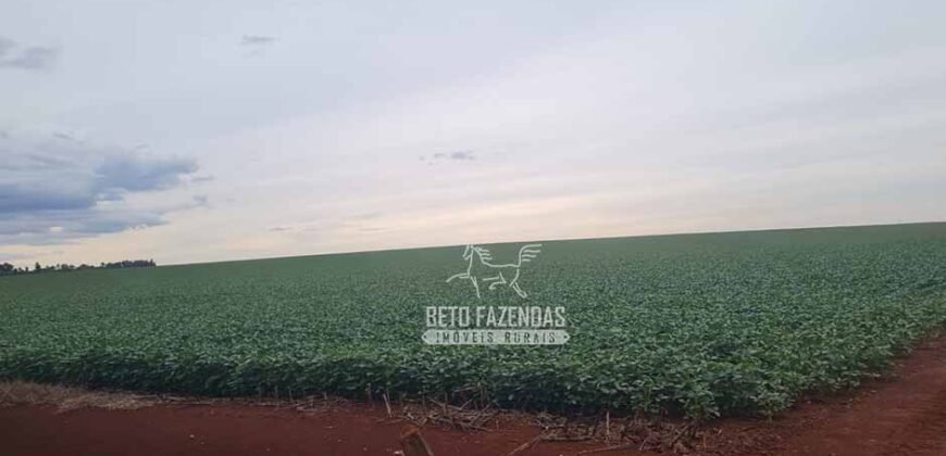 Fazenda de Soja à Venda 335 alqueires Solo de Alta Qualidade | Dourados/ MS