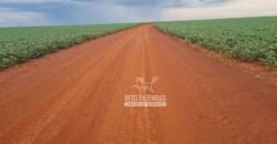 Fazenda de Soja à Venda 335 alqueires Solo de Alta Qualidade | Dourados/ MS