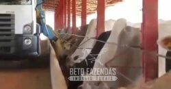 Fazenda à Venda 1.149 Hectares Pecuária Estrutura Completa | Vargem Grande do Sul/ SP