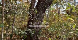 Fazenda à Venda 20.837 hectares Ideal para Agricultura | Urbano Santos/ MA