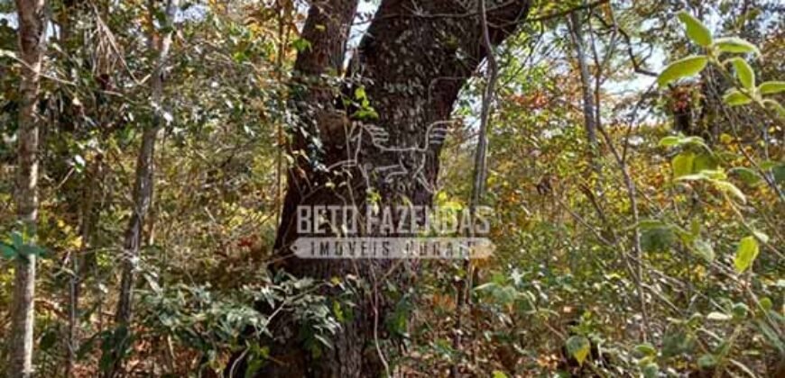 Fazenda à Venda 20.837 hectares Ideal para Agricultura | Urbano Santos/ MA