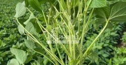 Fazenda à Venda 20.837 hectares Ideal para Agricultura | Urbano Santos/ MA