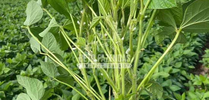 Fazenda à Venda 20.837 hectares Ideal para Agricultura | Urbano Santos/ MA