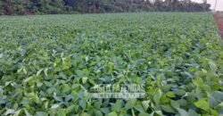 Fazenda à Venda 20.837 hectares Ideal para Agricultura | Urbano Santos/ MA