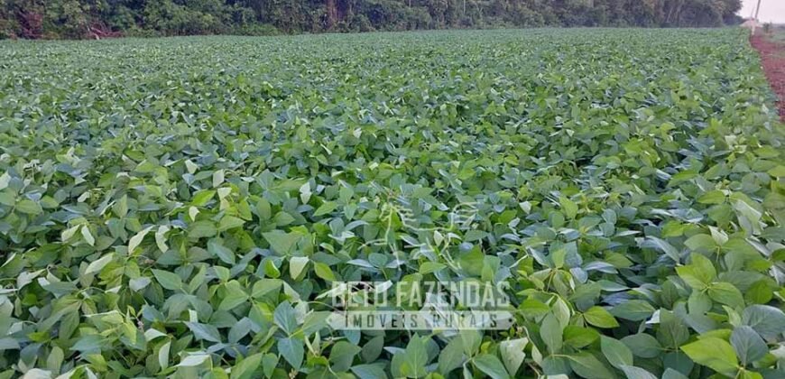 Fazenda à Venda 20.837 hectares Ideal para Agricultura | Urbano Santos/ MA