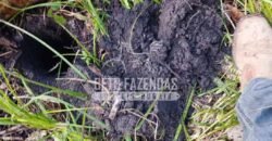 Fazenda à Venda 20.837 hectares Ideal para Agricultura | Urbano Santos/ MA