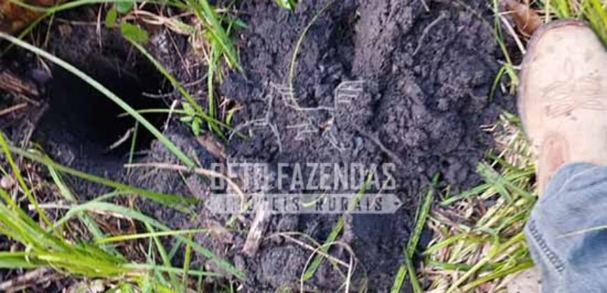 Fazenda à Venda 20.837 hectares Ideal para Agricultura | Urbano Santos/ MA