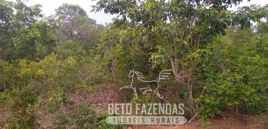 Fazenda à Venda 20.837 hectares Ideal para Agricultura | Urbano Santos/ MA