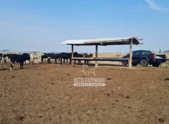Excelente Fazenda à Venda 417 hectares para Pecuária Ótima Localização | Jacutinga/ MG