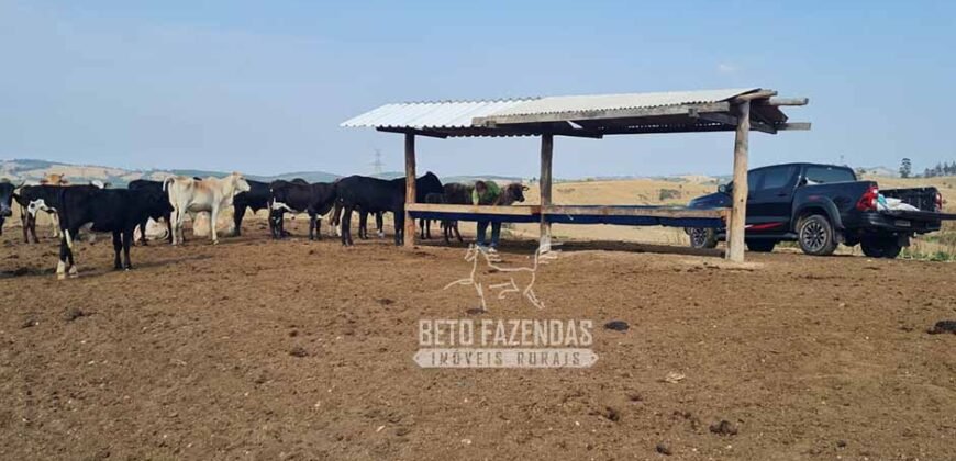 Excelente Fazenda à Venda 417 hectares para Pecuária Ótima Localização | Jacutinga/ MG Excelente Fazenda à Venda 417 hectares para Pecuária Ótima Localização | Jacutinga/ MG