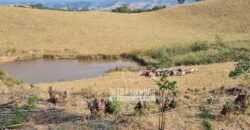 Excelente Fazenda à Venda 417 hectares para Pecuária Ótima Localização | Jacutinga/ MG Excelente Fazenda à Venda 417 hectares para Pecuária Ótima Localização | Jacutinga/ MG
