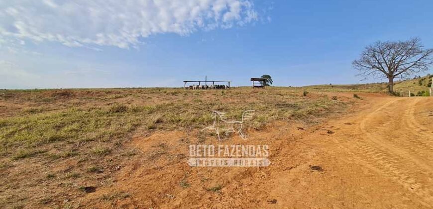 Excelente Fazenda à Venda 417 hectares para Pecuária Ótima Localização | Jacutinga/ MG Excelente Fazenda à Venda 417 hectares para Pecuária Ótima Localização | Jacutinga/ MG