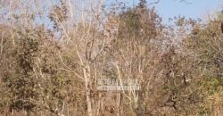 Fazenda 1.378 hectares Ideal para Eucalipto Todos Doc Geo CAR | São Romão/ MG