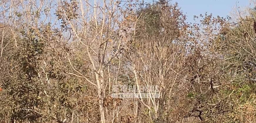 Fazenda 1.378 hectares Ideal para Eucalipto Todos Doc Geo CAR | São Romão/ MG