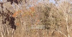 Fazenda 1.378 hectares Ideal para Eucalipto Todos Doc Geo CAR | São Romão/ MG