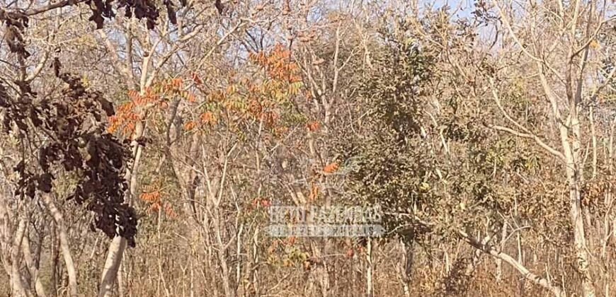 Fazenda 1.378 hectares Ideal para Eucalipto Todos Doc Geo CAR | São Romão/ MG