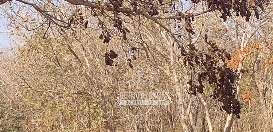 Fazenda 1.378 hectares Ideal para Eucalipto Todos Doc Geo CAR | São Romão/ MG