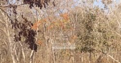 Fazenda 1.378 hectares Ideal para Eucalipto Todos Doc Geo CAR | São Romão/ MG