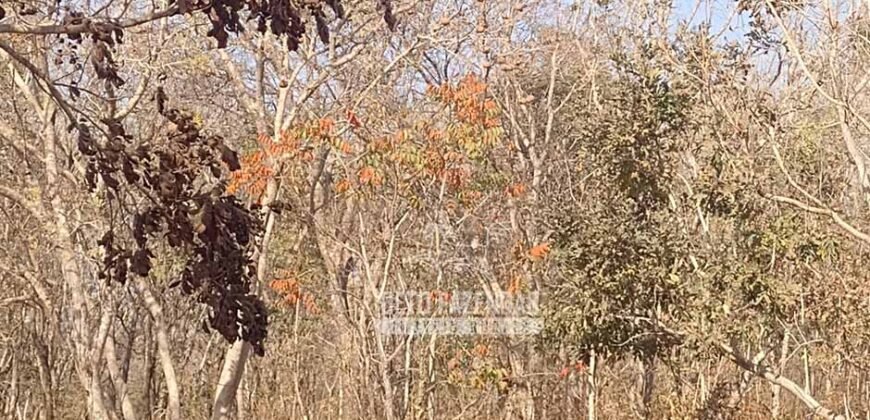 Fazenda 1.378 hectares Ideal para Eucalipto Todos Doc Geo CAR | São Romão/ MG