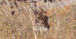 Fazenda 1.378 hectares Ideal para Eucalipto Todos Doc Geo CAR | São Romão/ MG