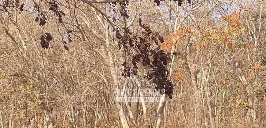 Fazenda 1.378 hectares Ideal para Eucalipto Todos Doc Geo CAR | São Romão/ MG