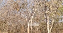 Fazenda 1.378 hectares Ideal para Eucalipto Todos Doc Geo CAR | São Romão/ MG