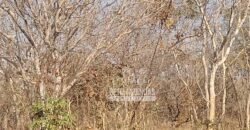 Fazenda 1.378 hectares Ideal para Eucalipto Todos Doc Geo CAR | São Romão/ MG