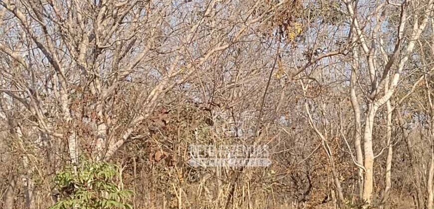 Fazenda 1.378 hectares Ideal para Eucalipto Todos Doc Geo CAR | São Romão/ MG