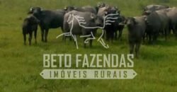 Excelente Fazenda à Venda 153 alqueires Agronegócio Lavoura e Pecuária | Iguape/ SP Excelente Fazenda à Venda 153 alqueires Agronegócio Lavoura e Pecuária | Iguape/ SP