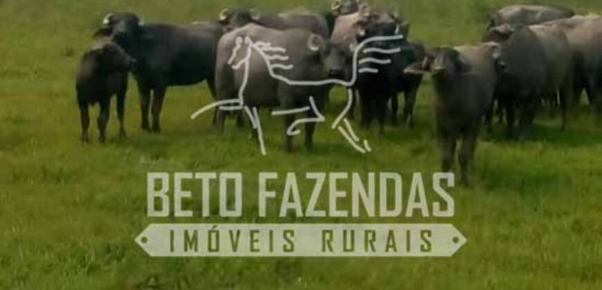 Excelente Fazenda à Venda 153 alqueires Agronegócio Lavoura e Pecuária | Iguape/ SP Excelente Fazenda à Venda 153 alqueires Agronegócio Lavoura e Pecuária | Iguape/ SP