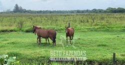Excelente Fazenda à Venda 153 alqueires Agronegócio Lavoura e Pecuária | Iguape/ SP Excelente Fazenda à Venda 153 alqueires Agronegócio Lavoura e Pecuária | Iguape/ SP