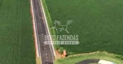 Fazenda à Venda 22 Alqueires de Café em Produção | São José da Barra/ MG!