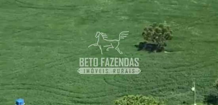 Fazenda à Venda 22 Alqueires de Café em Produção | São José da Barra/ MG!